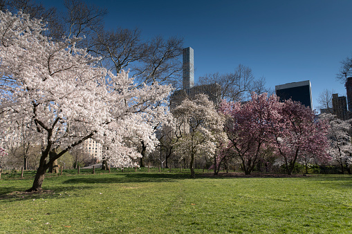 Cherry blossoms during spring time in Central Park, New York City.