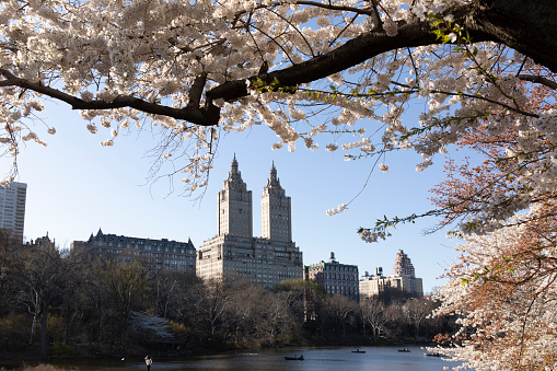 Cherry blossoms during spring time in Central Park, New York City.