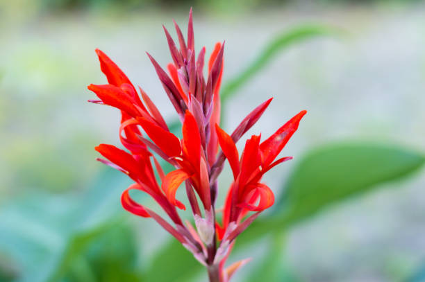 istock Beautiful bright flower canna, cana close up on a light blurry background 1334520062