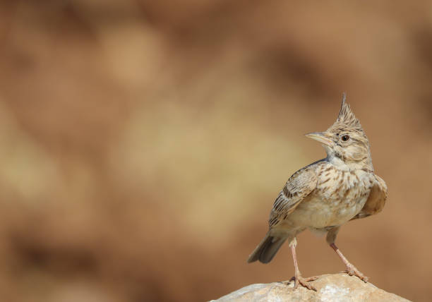 wonderful shots of the endangered Crested Lark bird in a sunny hot weather ( Galerida cristata ) wonderful shots of the endangered Crested Lark bird in a sunny hot weather ( Galerida cristata ) galerida cristata stock pictures, royalty-free photos & images