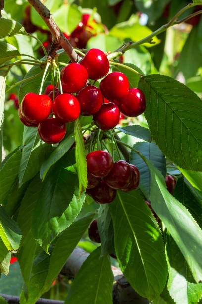 istock cluster of ripe stella cherries hanging on cherry tree 1334520092