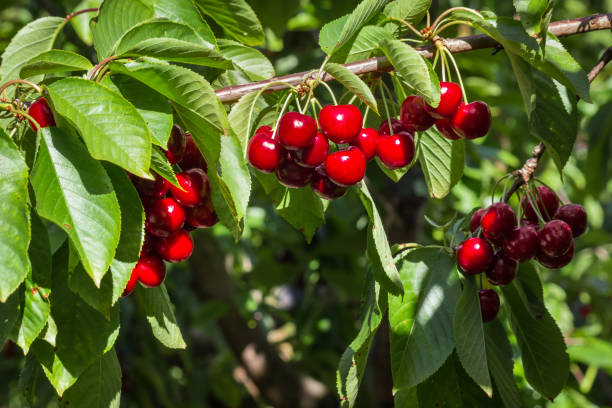 istock stella cherry tree with ripe cherries hanging on branch 1334520097
