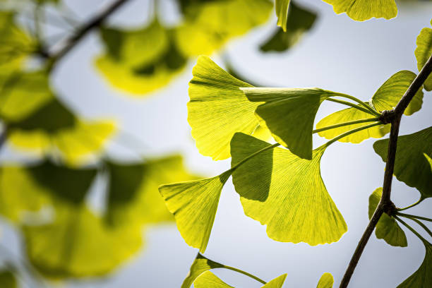 hojas de ginkgo a la luz del sol - ginkgo ginkgo tree chinese medicine healthcare and medicine fotografías e imágenes de stock