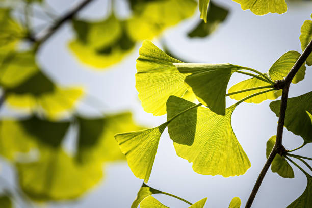 ginkgo leaves in the sunlight - ginkgo ginkgo tree chinese medicine healthcare and medicine imagens e fotografias de stock