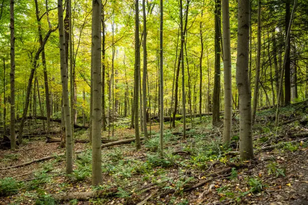 Photo of Bright Green Canopy Fills the Forest With Light