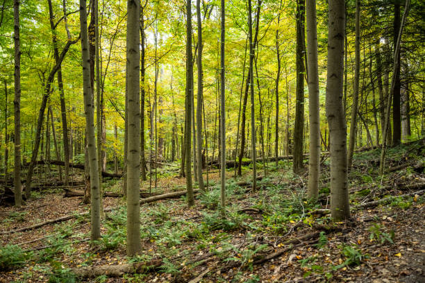 jasnozielony baldachim wypełnia las światłem - woods zdjęcia i obrazy z banku zdjęć
