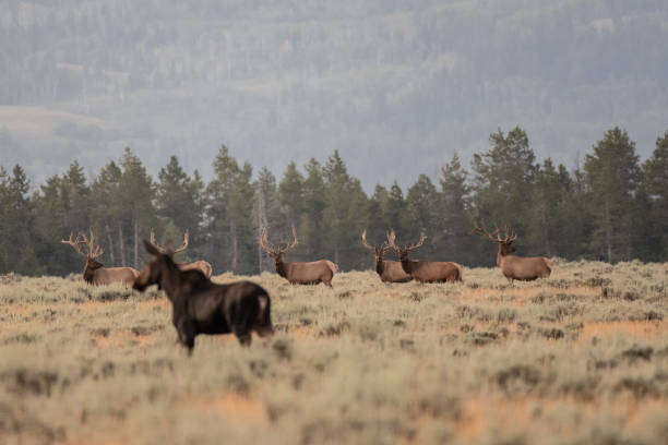 Bull Elk Look at Female Moose