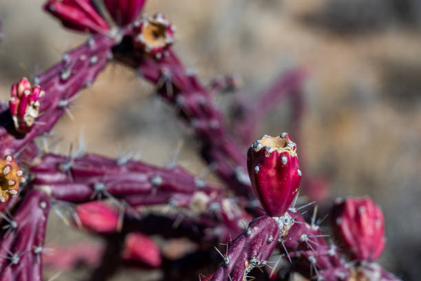 istock Detail of Red Cholla Cactus 1334521911