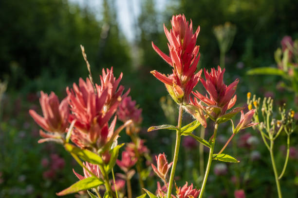 fiori di pennello arancione polveroso lungo howe lake trail - indian paintbrush foto e immagini stock