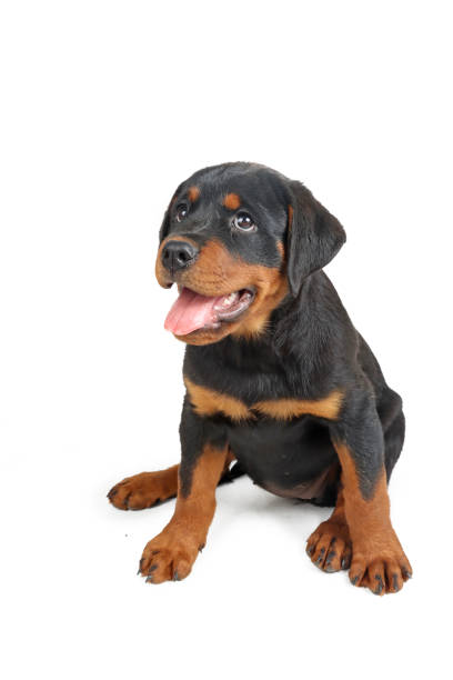 istock puppy Rottweiler 1334521963