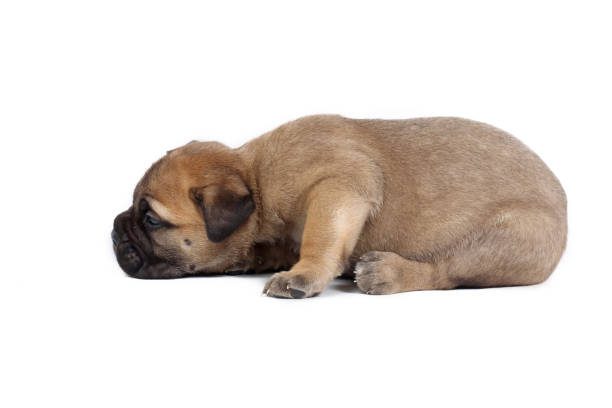 Cute puppies sleeping on the bed.