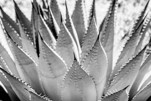 istock High Contrast Agave In Black and White 1334522557