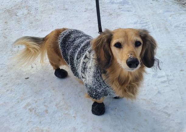 istock Winter dachshund in sweater and booties 1334522780