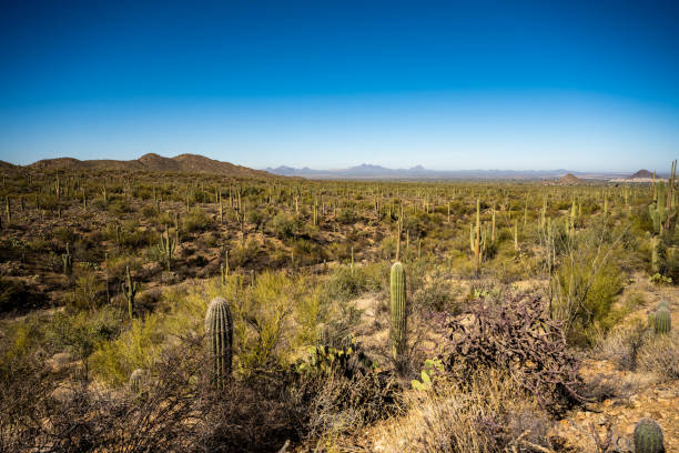 istock Overlooking Hundreds of Saguaro Cactus 1334523613