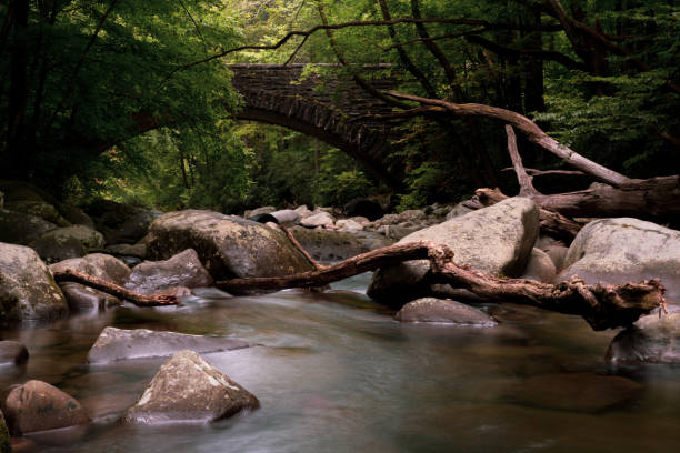 istock Weathered Fallen Trees In Little Pigeon River 1334523842