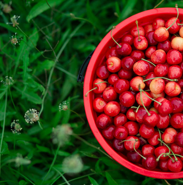 istock harvested cherries in a bowl 1334524927