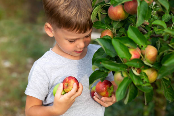 istock little boy walking in the garden 1334524987