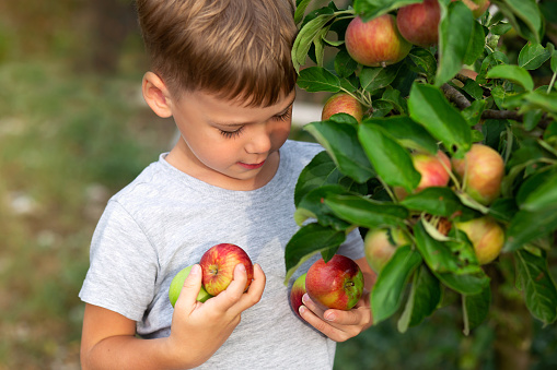 boy picking apples in the garden