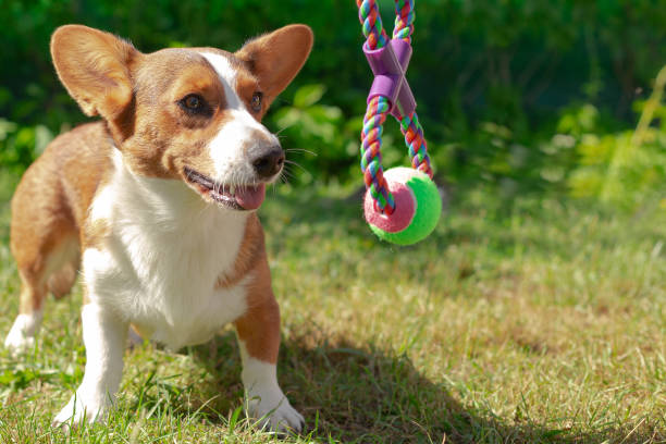istock Corgi dog outdoors. A funny little eared dog 1334525140