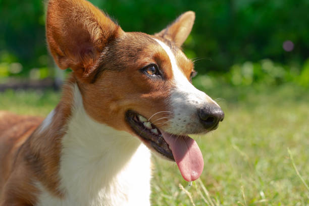 istock Corgi dog outdoors. A funny little eared dog 1334525145