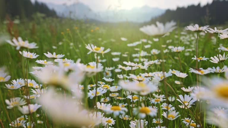 Summer field with daisies in the mountains. Camera moves between white lush daisies in dense green grass. Alpine meadow summer flora background. Gimbal shot, 4K