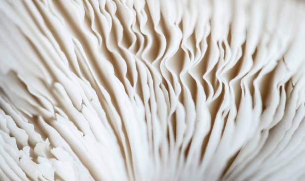 istock Mushroom Detail 1334526422