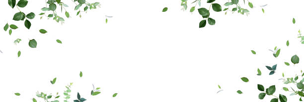 kräuter minimalistisches vektorbanner. handbemalte pflanzen, zweige, blätter auf weißem grund - spring air lush foliage branch stock-grafiken, -clipart, -cartoons und -symbole