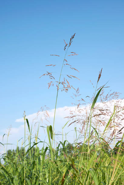 istock Sorghum halepense close up 1334527333
