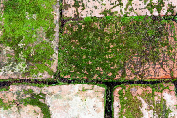 istock Close up full frame shot of old bricks covered with moss 1334527343