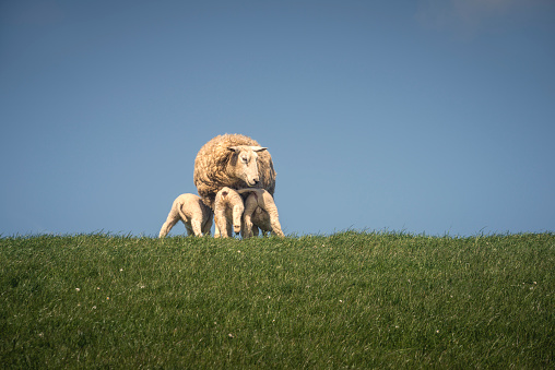 Three lambs are suckled by their mother on a dike under blue sky, Butjadingen, Wesermarsch, Lower Saxony, Germany, Europe