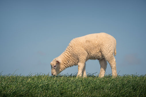Single lamb is grazing on a dike under blue sky, Butjadingen, Wesermarsch, Lower Saxony, Germany, Europe