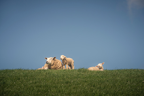 Sheep family resting on a dike under blue sky, Butjadingen, Wesermarsch, Lower Saxony, Germany, Europe