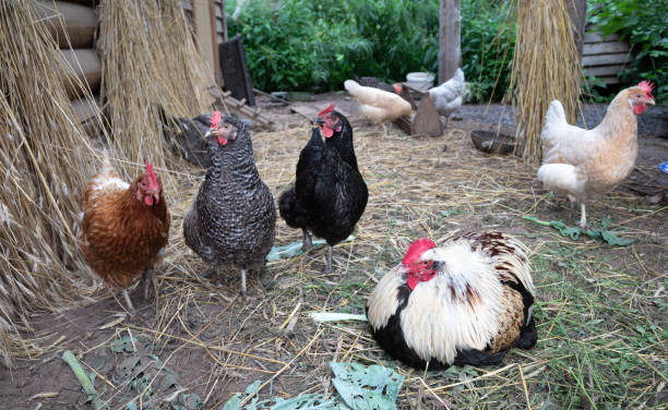 istock Chickens and cock on village 1334530757