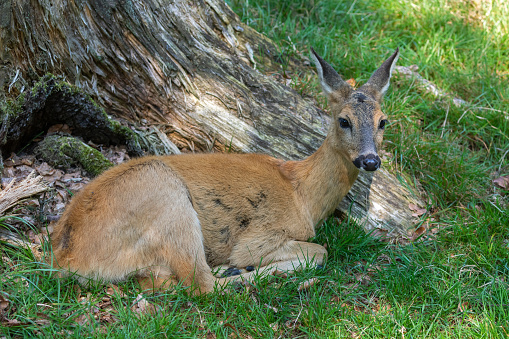 Female roe deer (Capreolus capreolus) lying in front of a tree trunk.