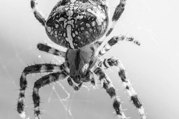 Disgusting animal for arachnophobic or arachnophobia people. The insect in its trap web visualizes the danger of nature in black white