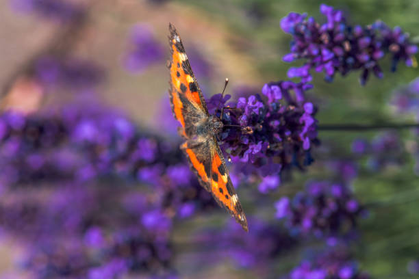 Close up of a butterfly