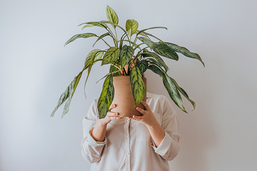Shy female gardener hiding face behind a big house plant at her workshop