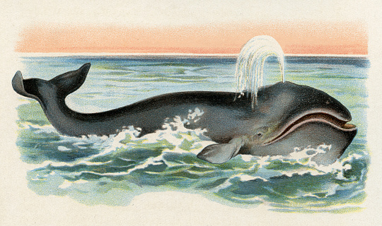 Natural history. Large edition. Revised by M. Kohler, 1899