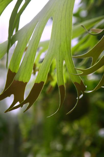 Elkhorn Fern plant Platycerium bifurcatum Elkhorn Fern plant Platycerium bifurcatum falling platycerium bifurcatum stock pictures, royalty-free photos & images