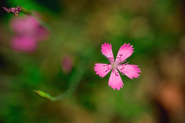 On the side of a road of tiny pink flowers.