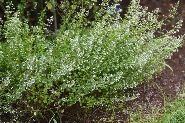 Lesser calamint (Calamintha nepeta) flowers. Lamiaceae perennial herbs.