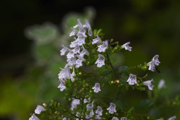 istock Lesser calamint (Calamintha nepeta) flowers. 1334536928