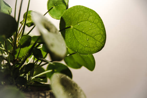 planta de dinero chino - new life growth desert plant fotografías e imágenes de stock