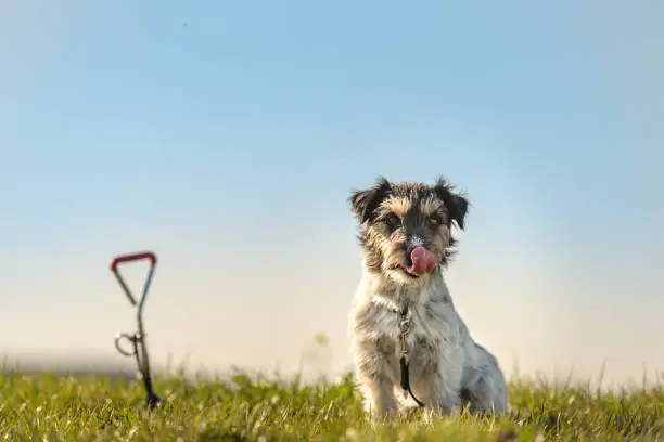 Photo of Jack russell Terrier dog is waiting tethered to a earth hook in the meadow