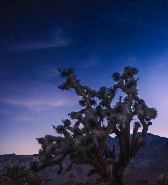 istock Night Scene in the Nevada Desert 1334541487