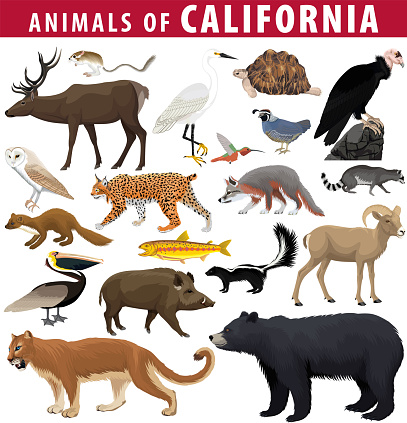 vector set - animals of California: kangaroo rat, deer, desert tortoise, brown pelican, desert bighorn sheep, golden trout, california quail, california condor, black bear, puma, hog,  snowy egret.
