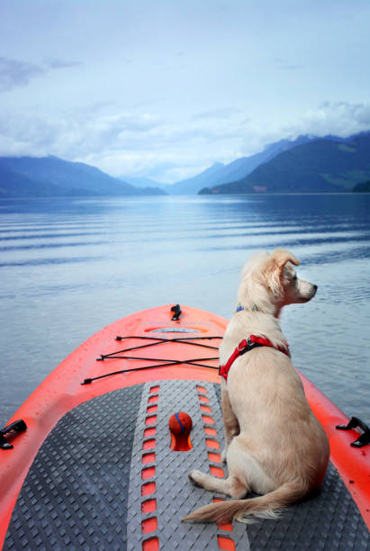 A puppy sitting on a paddle board, ready to explore Harrison Lake in B.C., Canada.
