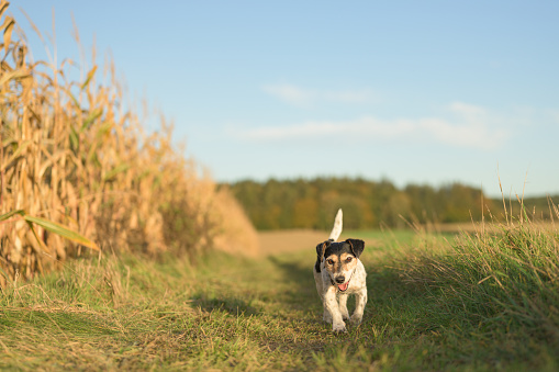 one beauty cute small jack russell terriers dog is walking alone on a path next to corn fields in autumn. Hound is 10 years old