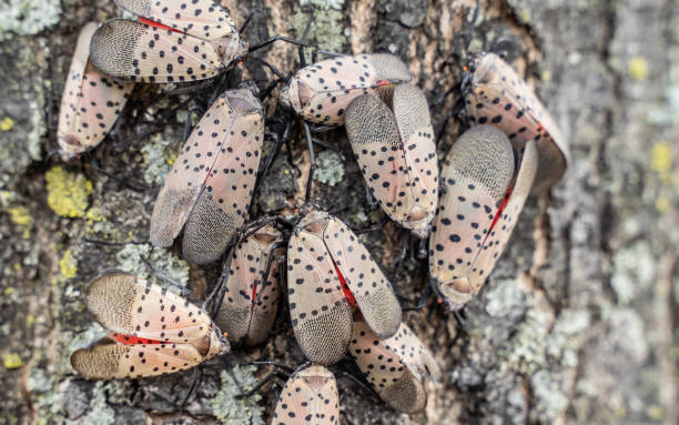 Swarm of Spotted Lanternflies Spotted Lanternflies were first found in Berks County, Pennsylvania in 2014 and has spread to surrounding states. feeding grapes stock pictures, royalty-free photos & images