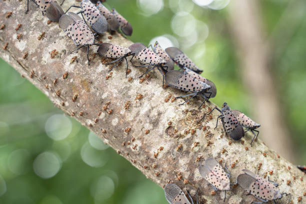 Swarm of Spotted Lanternflies Spotted Lanternflies on tree branch. Lantern flies were first detected in Berks County, Pennsylvania and have now spread to neighboring states. Lanternfly stock pictures, royalty-free photos & images